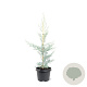 Cupressus ariz. 'Glauca' 50-60 cm 3,0L