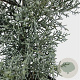 Cupressus ariz. 'Glauca' 50-60 cm 3,0L