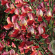Cytisus 'Roter Favorit' 30-40 cm 3,0L