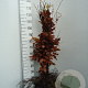 Fagus sylvatica 30-50 cm wortelgoed