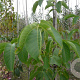 Juglans regia 12-14 HO wortelgoed