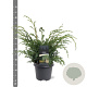 Juniperus chin. 'Blue Alps' 40-50 cm 5,0L