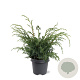 Juniperus chin. 'Blue Alps' 40-50 cm 5,0L