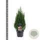 Juniperus chin. 'Stricta' 40-50 cm 3,0L