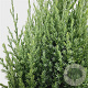 Juniperus chin. 'Stricta' 40-50 cm 3,0L