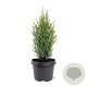 Juniperus communis 'Compressa' 30-40 cm 3,0L