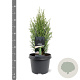 Juniperus communis 'Compressa' 30-40 cm 3,0L