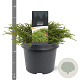 Juniperus communis 'Repanda' 25-30 cm 3,5L