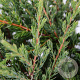 Juniperus communis 'Repanda' 25-30 cm 3,5L