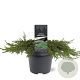 Juniperus comm. 'Green Carpet' 40-50 cm 5,0L