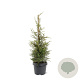 Juniperus comm. 'Suecica' 50-60 cm 3,0L