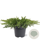 Juniperus conferta 'Schlager' 40-50 cm 5,0L