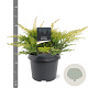 Juniperus pf. 'Gold Star' 25-30 cm 3,5L