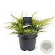 Juniperus pf. 'Gold Star' 25-30 cm 3,5L