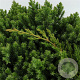 Juniperus procumbens 'Nana' 25-30 cm 3,5L