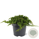 Juniperus procumbens 'Nana' 25-30 cm 3,5L
