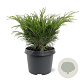 Juniperus sabina 25-30 cm 3,5L