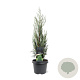 Juniperus s. 'Moonglow' 40-50 cm 3,0L