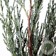 Juniperus s. 'Moonglow' 40-50 cm 3,0L