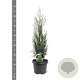 Juniperus s. 'Moonglow' 40-50 cm 3,0L