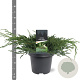 Juniperus squamata 'Blue Carpet' 40-50 cm 5,0L