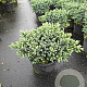 Juniperus squamata 'Blue Star' 20-25 cm 3,0L