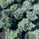 Juniperus squamata 'Blue Star' 25-30 cm 5,0L