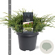 Juniperus squamata 'Holger' 30-40 cm 5,0L