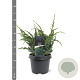 Juniperus squamata 'Meyeri' 30-40 cm 3,0L