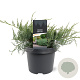 Juniperus virg. 'Grey Owl' 25-30 cm 3,5L