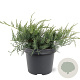 Juniperus virg. 'Grey Owl' 25-30 cm 3,5L