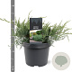 Juniperus virg. 'Grey Owl' 25-30 cm 3,5L