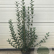 Ligustrum vulgare 40-60 cm 4,0L