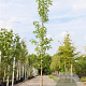 Liquidambar s. 'Worplesdon' 12-14 HO container