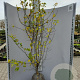 Mespilus germanica 175-200 cm container meerstammig