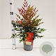 Nandina d. Obsessed 25-30 cm 2,5L