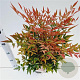 Nandina d. Obsessed 25-30 cm 2,5L