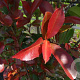 Photinia fraseri 'Red Robin' 6-8 HO container