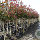 Photinia fraseri 'Red Robin' 6-8 HO container