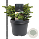 Picea a. 'Little Gem' 20-25 cm 3,0L