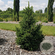 Picea a. 'Will's Zwerg' 30-40 cm 3,0L