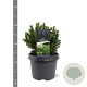 Picea gl. 'Alberta Globe' 20-25 cm 3,0L