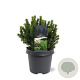 Picea gl. 'Alberta Globe' 25-30 cm 5,0L