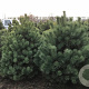 Pinus sylv. 'Norska' 200-225 cm draadkluit
