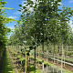 Populus alba 12-14 HO container