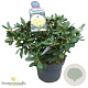 Rhododendron (Y) 'Centennial Gold' 50-60 cm 10L
