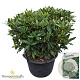 Rhododendron 'Cunningham's White' 80-100 cm cont. 80L