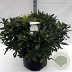 Rhododendron 'Cunningham's White' 80-100 cm cont. 80L