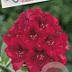 Rhododendron 'Elizab. Red Foliage' 30-40 cm 5,0L struik