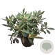 Rhododendron 'Elizab. Red Foliage' 30-40 cm 5,0L struik
